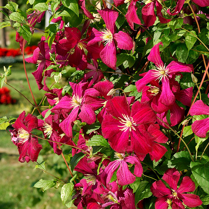 Клематис фиолетовый Мадам Джулия Корревон